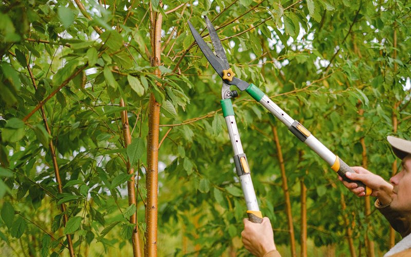 Tree trimming in Orchard, CO